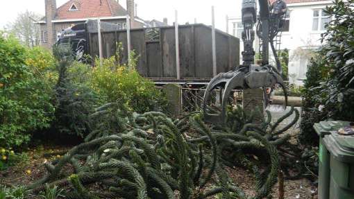 Steenwijkerwold bomen rooien